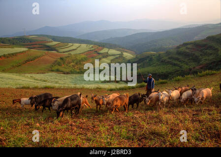 Elder Ziege Landwirt in der roten Erde der Dongchuan, Kunming Region China Stockfoto