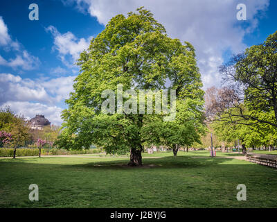 Kastanienbaum im Zentrum Og Berlin, Deutschland Stockfoto