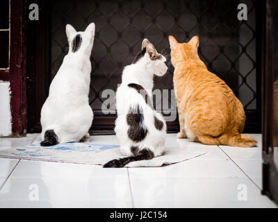Drei Katzen zurück Stockfoto