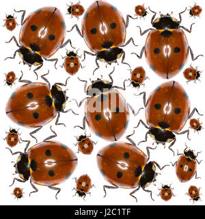 Marienkäfer Foto Pattern - Seven-Spot Ladybird auf weißem Hintergrund Stockfoto