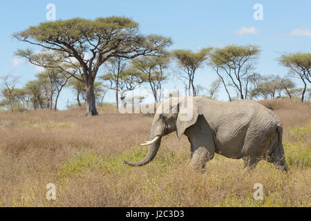 Afrikanischer Elefant (Loxodonta Africana) zu Fuß auf afrikanischen Landschaft, Seregeti Nationalpark, Tansania. Stockfoto