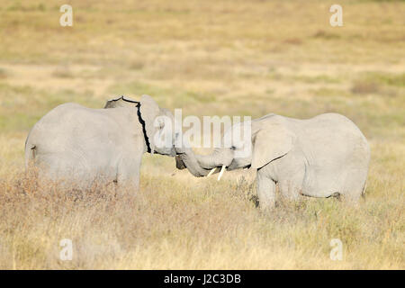 Zwei junge afrikanische Elefanten (Loxodonta Africana) Playfighting, Serengeti Nationalpark, Tansania. Stockfoto