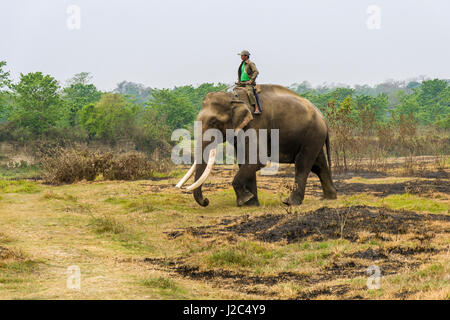 Ein männlicher Elefant (elephas Maximus indicus) mit grossen Backenzähne sein mahout in Chitwan National Park Stockfoto