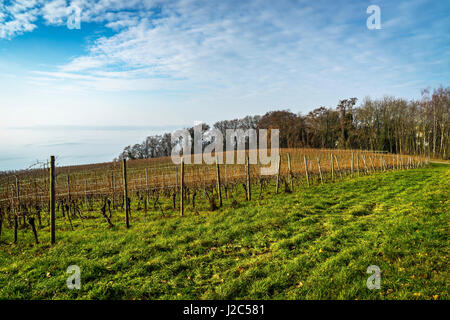 Weinberge am Bodensee gegen bewölktem Himmel in Baden-Württemberg, Deutschland Stockfoto