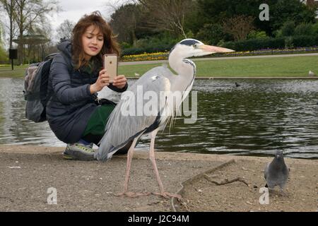 Asiatische Frau Fotografieren ein Graureiher (Ardea Cinerea) mit einem Smartphone im Regents Park, London, UK, März. -Modell veröffentlicht. Stockfoto