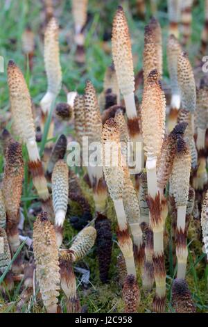 Dichten Stand der großen Schachtelhalm (Equisteum Telmateia) Spore Kegel aus Kanalufer, Bathampton, Bad und nordöstlichen Somerset, UK, März. Stockfoto