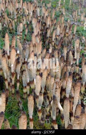 Dichten Stand der großen Schachtelhalm (Equisteum Telmateia) Spore Kegel aus Kanalufer, Bathampton, Bad und nordöstlichen Somerset, UK, März. Stockfoto