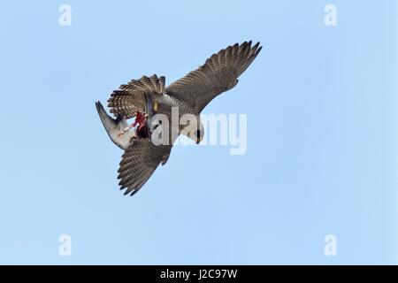 Wanderfalke (Falco Peregrinus) fliegt mit wilde Taube (Columba Livia) Beute, Bath, UK, April. Stockfoto