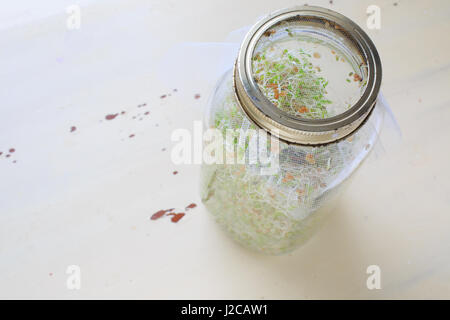 Newly home sprouted red clover sprouts. Stockfoto