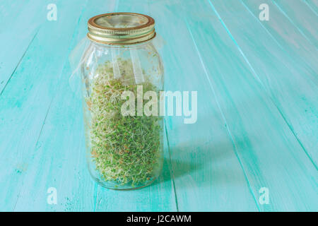 Newly home sprouted red clover sprouts. Stockfoto