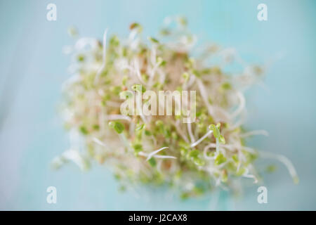 Newly home sprouted red clover sprouts. Stockfoto