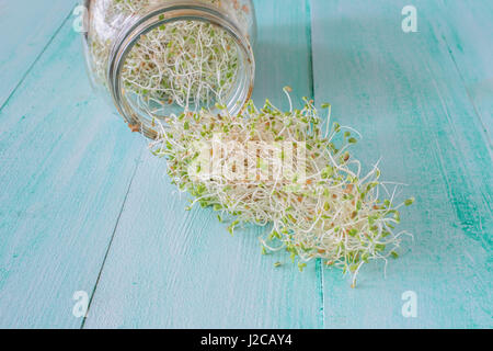 Newly home sprouted red clover sprouts. Stockfoto