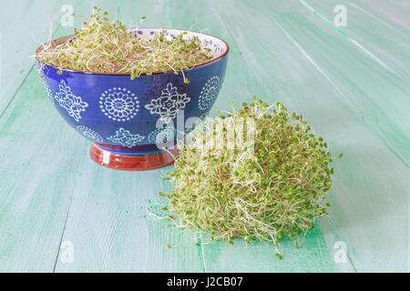 Newly home sprouted red clover sprouts. Stockfoto