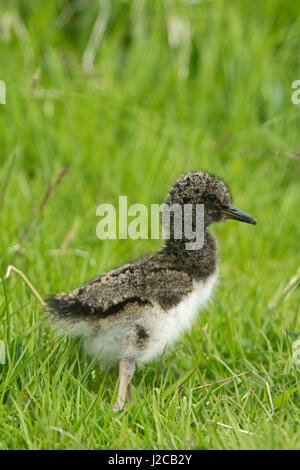 Eurasischen Austernfischer Haematopus Ostralegus Küken Unst Shetland Juni Stockfoto