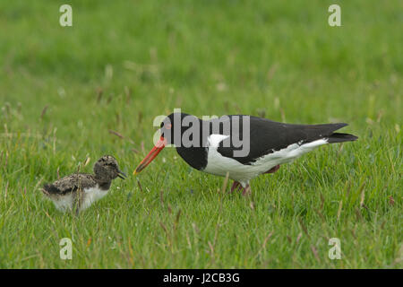 Eurasischen Austernfischer Haematopus Ostralegus Fütterung Küken Unst Shetland Juni Stockfoto