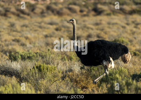 Strauß (Struthio Camelus), Männlich, Aquila Private Game Reserve, Western Cape, Südafrika Stockfoto