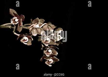 Schöne Orchidee Blume in voller Blüte zeigen Stockfoto