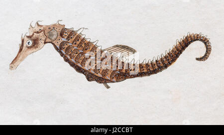 Seepferdchen (Hippocampus Hippocampus), handkoloriert Kupferstich von Friedrich Justin Bertuch Picture Book für Kinder Stockfoto