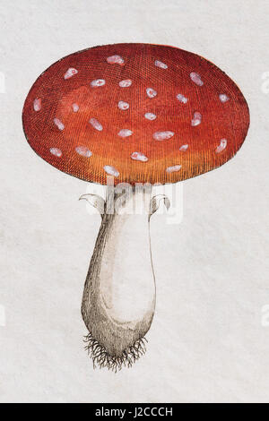 Fliegenpilz (Amanita Muscaria), handkoloriert Kupferstich von Friedrich Justin Bertuch Picture Book für Kinder Stockfoto