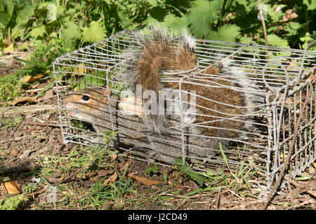 Grauhörnchen, Sciurus Carolinensis in live Falle gefangen. Sussex, UK. Stockfoto