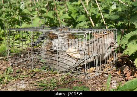 Grauhörnchen, Sciurus Carolinensis in live Falle gefangen. Sussex, UK. Stockfoto