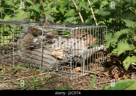 Grauhörnchen, Sciurus Carolinensis in live Falle gefangen. Sussex, UK. Stockfoto