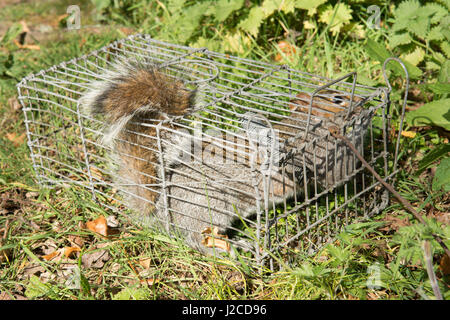 Grauhörnchen, Sciurus Carolinensis in live Falle gefangen. Sussex, UK. Stockfoto