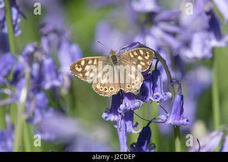 Gesprenkelte Holz, Pararge Aegeria, auf Bluebell, englische Bluebell Holz. Sussex, UK. April. Stockfoto