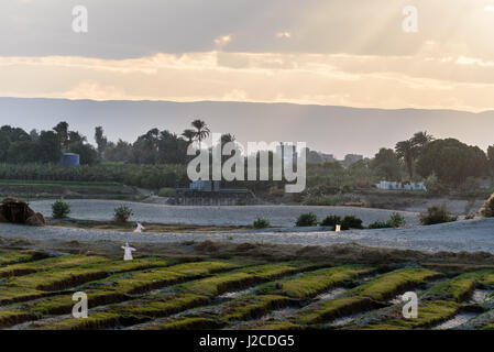 Ägypten, Rotes Meer Gouvernement, Esna, Nil Kreuzfahrt flussaufwärts von Luxor nach Edfu Stockfoto