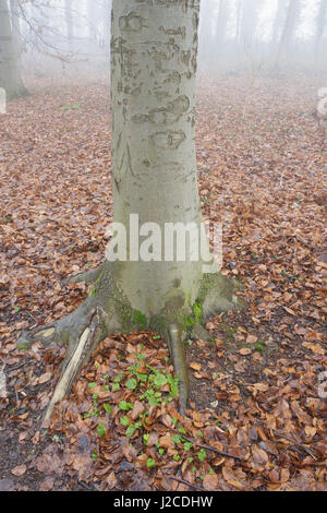 Gemeinsamen Stamm der Buche (Fagus Sylvatica) mit Graffiti in Wald Lebensraum, im Nebel, West Yorkshire, England, Februar Stockfoto