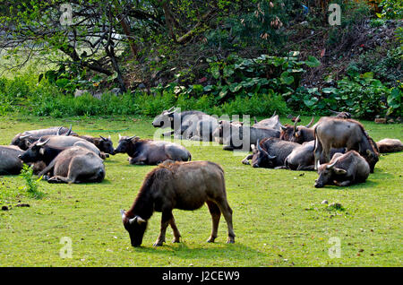 Einst als Zugtiere in Reisfeldern durchstreifen Wasserbüffel die ehemalige Reisfelder als feral heimischen Tierwelt, oft begleitet von Kuhreiher. Der Büffel Wandern das Dorf Pui O auf Lantau Island, Weiden, wo sie Vegetation zu finden. Stockfoto