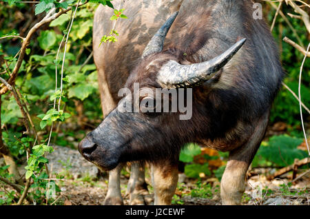 Einst als Zugtiere in Reisfeldern durchstreifen Wasserbüffel die ehemalige Reisfelder als feral heimischen Tierwelt, oft begleitet von Kuhreiher. Der Büffel Wandern das Dorf Pui O auf Lantau Island, Weiden, wo sie Vegetation zu finden. Stockfoto