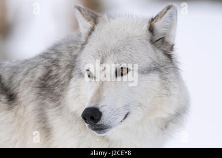 Grauer Wolf/grauwolf (Canis lupus) im Winter, detaillierte Nahaufnahmen, headshot, schöne bernsteinfarbene Augen, Captive, Yellowstone, Wyoming, USA. Stockfoto
