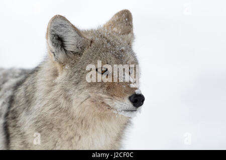 Kojote / Kojote (Canis Latrans) im Winter, close-up eines erwachsenen Tieres im Schnee, detaillierte Headshot, bedeckt mit Schneeflocken, Yellowstone NP, USA. Stockfoto