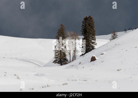 Lamar Valley, Yellowstone-Nationalpark, sanften Hügeln, von einem Blizzard, Schneesturm, starkem Wind, Schnee auf den Bergen Strahlen getroffen, dunklen schwarzen Himmel, W Stockfoto