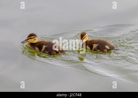 Stockente. Anas Platyrhynchos (Anatidae) Küken auf Abington Park-See, Northampton, Großbritannien Stockfoto