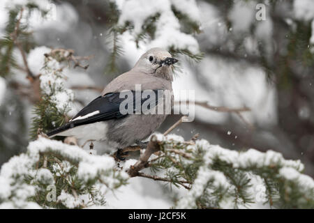 Clarks Nussknacker / Kiefernhäher (Nucifraga Columbiana) im Winter, thront in einem Schnee bedeckten Nadelbaum Baum, Rückseite, Ansicht, Yellowstone NP, Wyoming, Stockfoto