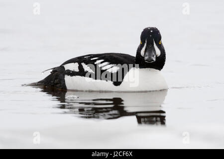 Der Barrow/Spatelente Schellente (bucephala Islandica) im Winter, Schwimmen, Beobachten, nette Seite, Yellowstone, Wyoming, USA. Stockfoto