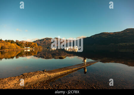 Schöne Reflexionen in stillem Wasser wie ein Hund steht am Ufer des Loch Lomond in der warmen Nachmittagssonne. Tarbet, Schottisches Hochland, Schottland Stockfoto