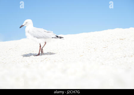 Australien, West-Australien, Francois Peron National Park, eine Möwe am Shell Beach, nicht aus Sand sondern aus winzig kleinen weissen Muscheln Stockfoto