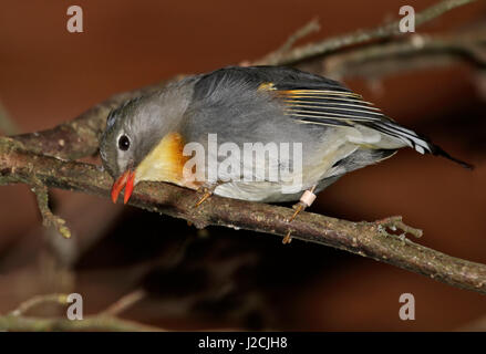 Pekin Robin (Leiothrix Lutea) Stockfoto