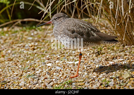 Gemeinsamen Rotschenkel (Tringa Tetanus) Stockfoto