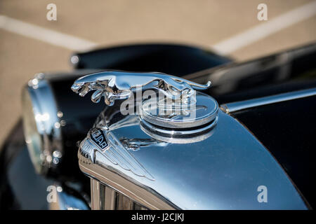 Springende Katze Motorhaube Maskottchen auf klassischen Jaguar Stockfoto