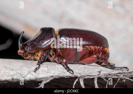 Indonesien, Java Barat Cianjur, Nashornkäfer Stockfoto