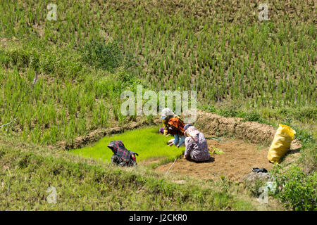 Indonesien, Sulawesi Selatan, Toraja Utara, Reisfelder Stockfoto