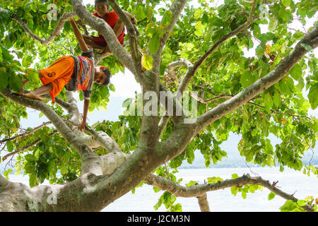 Indonesien, Maluku Utara, Kabupaten Halmahera Utara, Kinder Klettern im Baum am nördlichen Molikken Stockfoto