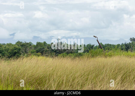 Maluku Utara, Indonesien Kabupaten Halmahera Utara, einsame Natur auf Nord Molikken Stockfoto