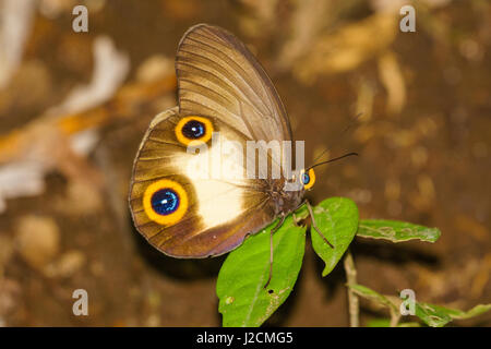 Kabupaten Halmahera Barat, Indonesien, Maluku Utara Schmetterling auf der nördlichen Molikken Stockfoto