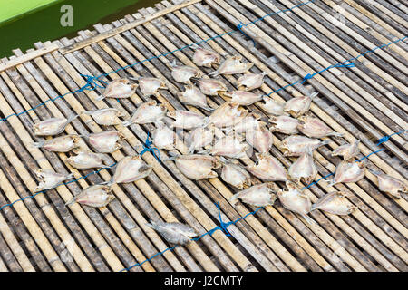 Indonesien, Sulawesi Selatan, Kabupaten Soppeng Fisch geschnitten für den Verzehr, See Danau Tempe Stockfoto