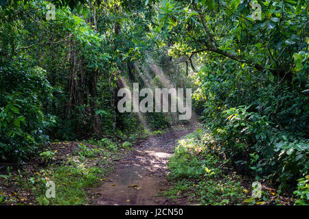 Indonesien, Java Timur Kabani Banyuwangi, Meru-Betiri Nationalpark, Sonnenstrahlen auf einen Pfad im Dschungel am Strand Stockfoto